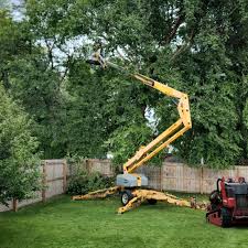 Professional Tree Care Services in Camp Pendleton South, CA