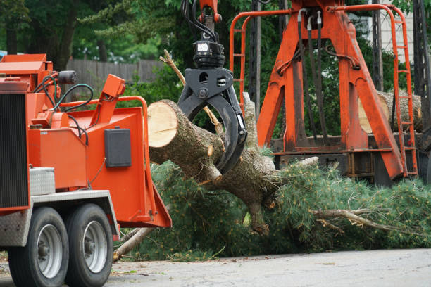 Best Tree Maintenance Programs  in Mp Pendleton South, CA